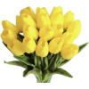 Tulips - Rastline - 