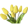 Tulips - Rastline - 