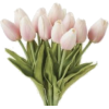 Tulips - Plantas - 
