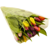 Tulips - Plants - 