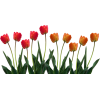 Tulips - Uncategorized - 