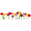 Tulips - Uncategorized - 