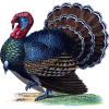 Turkey - Animals - 