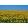 Ukraine sunflower field - Priroda - 