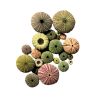 Urchin Skeleton Colorful - Przedmioty - 