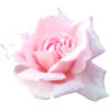 Valentine Flower - Растения - 