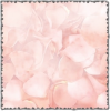 Valentine rose petals - Растения - 