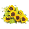 suncokreti - 植物 - 