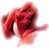ruža - Растения - 