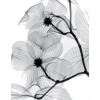 bijeli cvijet - Biljke - 