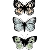 više leptira - Animais - 