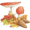 gljive - Ilustracije - 