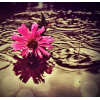 cvijet - Background - 
