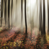 šuma - Background - 
