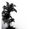 palme - 背景 - 