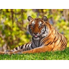 Tiger - Moje fotografie - 