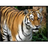 Tiger - Meine Fotos - 
