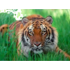 Tiger - Moje fotografie - 