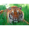 Tiger - Moje fotografije - 