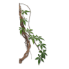 Vines - Hintergründe - 
