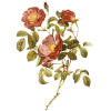Vintage flowers - Plantas - 