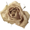 Vintage rose - Items - 