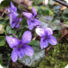 Violet - Natur - 