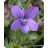 Violet - Natura - 