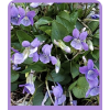 Violet - Natur - 