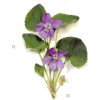 Violet - Nature - 