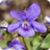 Violet - Natura - 