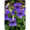 Violet - Natura - 