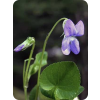 Violet - Natura - 