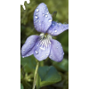 Violet - Nature - 