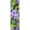 Violet - Narava - 