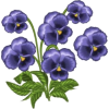 Violets - Иллюстрации - 