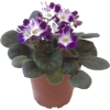 Violets - Rośliny - 