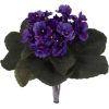 Violets - Rośliny - 