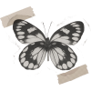 Washi Tape Butterfly - Natural - 