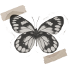 Washi Tape Butterfly - Natura - 