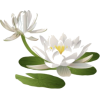 Water Lily - Plantas - 