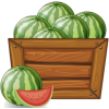 Watermelon - Иллюстрации - 