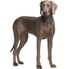 Weimaraner dog - Animals - 