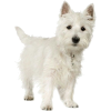 West highland terrier - 动物 - 