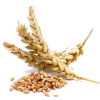 Wheat - Natural - 
