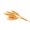 Wheat - Priroda - 