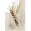 Wheat - Natura - 