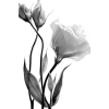 White Rose - Pflanzen - 