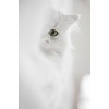 White Cat Background - Uncategorized - 
