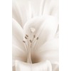 White Lily Background - 背景 - 